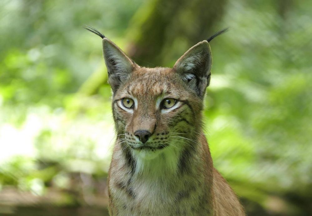 ...der pure Luchs(us)...