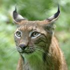 ...der pure Luchs(us)...3