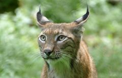 ...der pure Luchs(us)...3