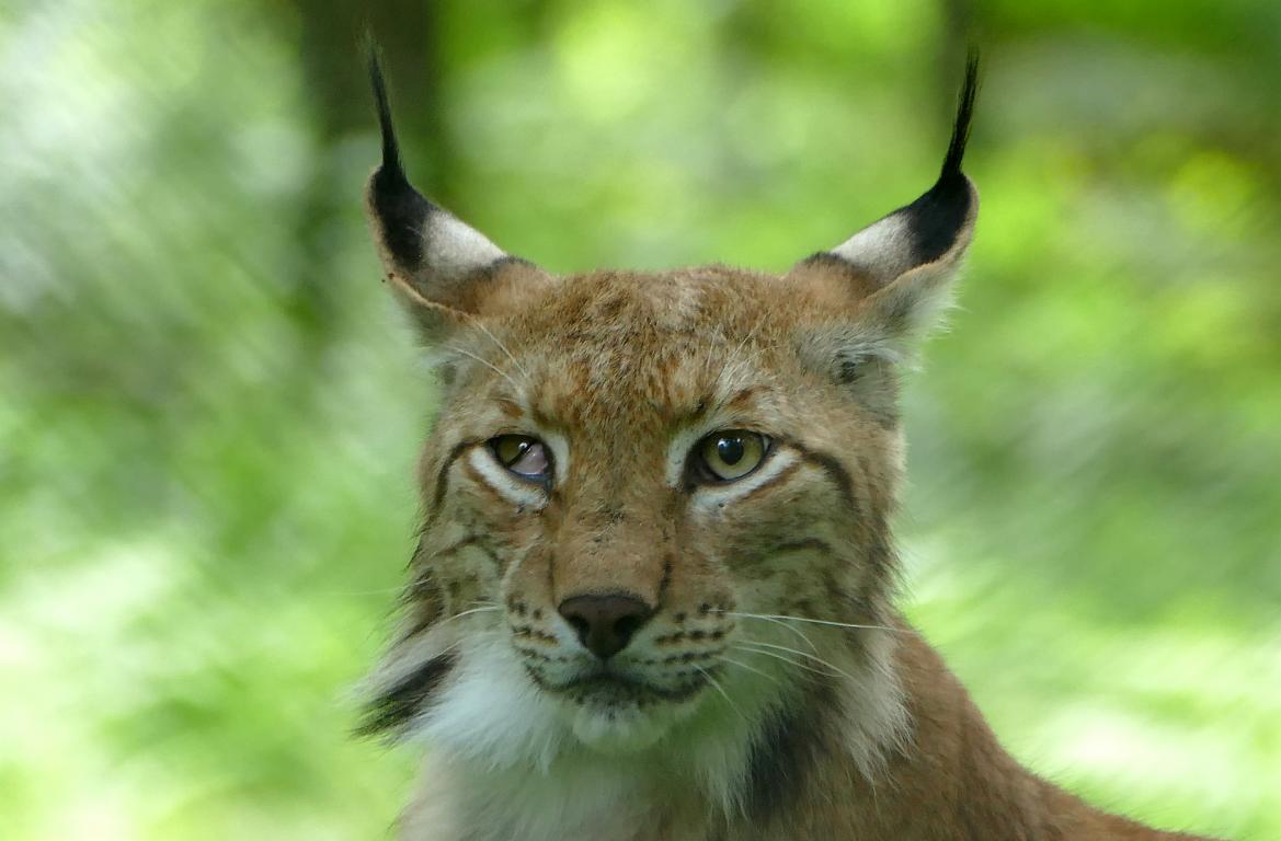 ...der pure Luchs(us)...4