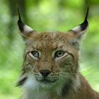 ...der pure Luchs(us)...4