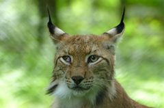 ...der pure Luchs(us)...4