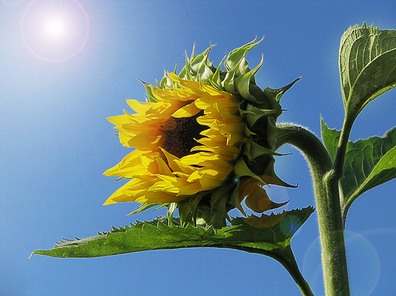 Der pure Sommer