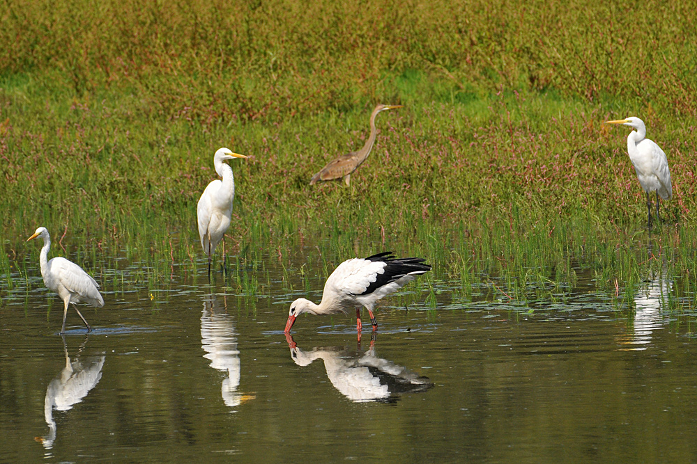 Der Purpur-Silber-Storch