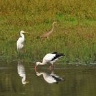 Der Purpur-Silber-Storch