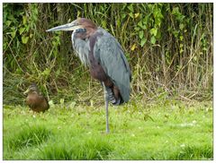 Der Purpurreiher und die Ente