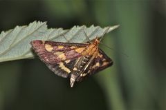 Der Purpurzünsler - Pyrausta purpuralis