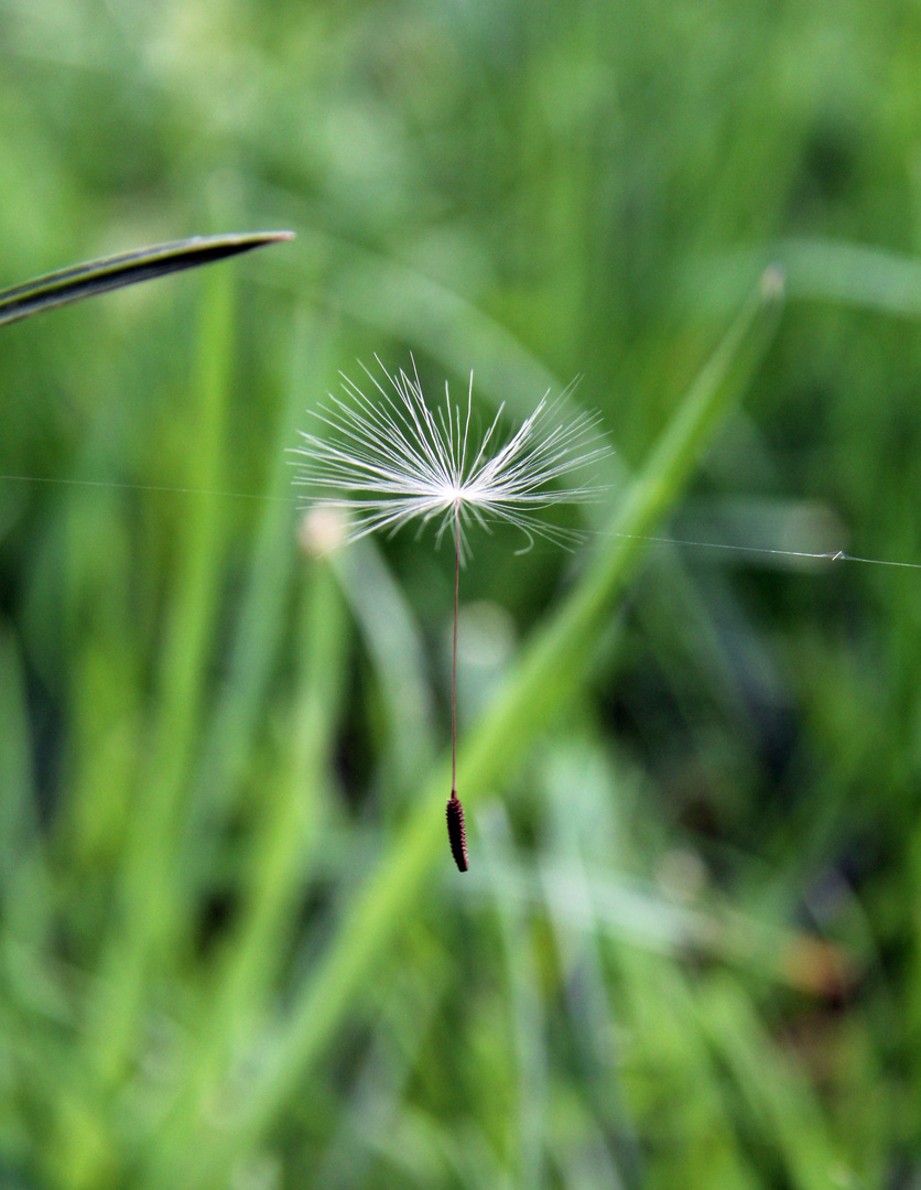 Der Pusteblume entflohen