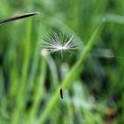 Der Pusteblume entflohen