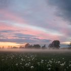 Der Pusteblumen Nebel 