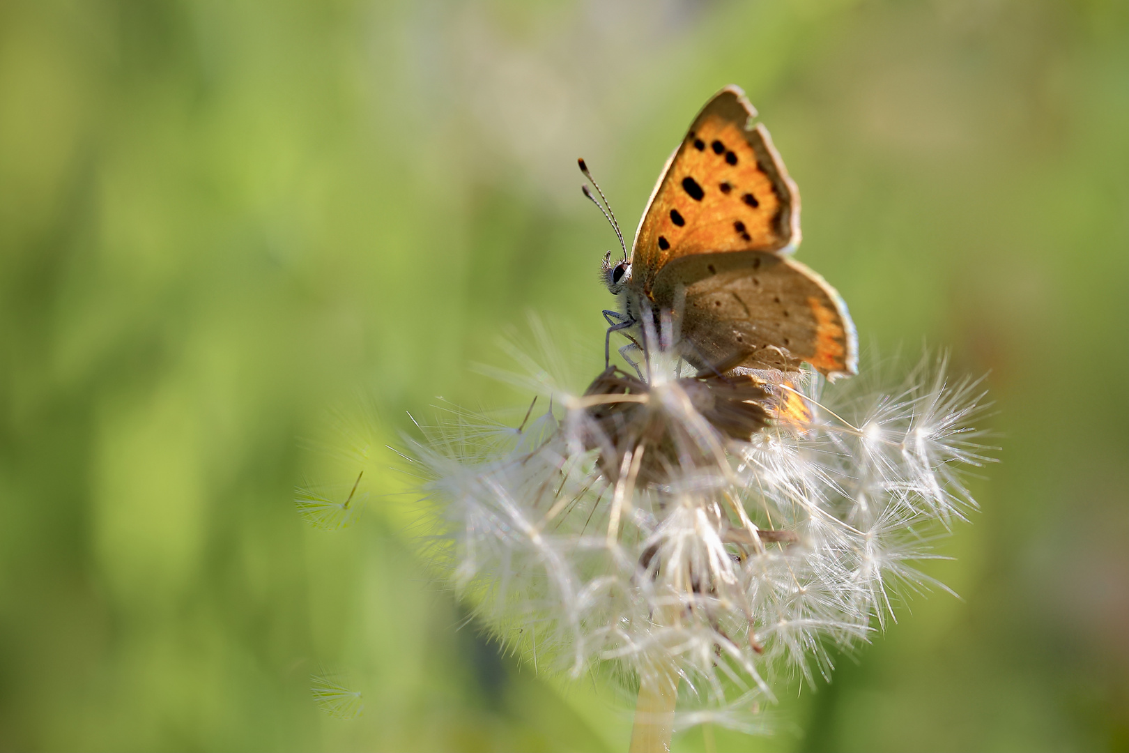 Der Pusteblumenfalter