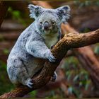 Der putzmuntere Koala-Bär