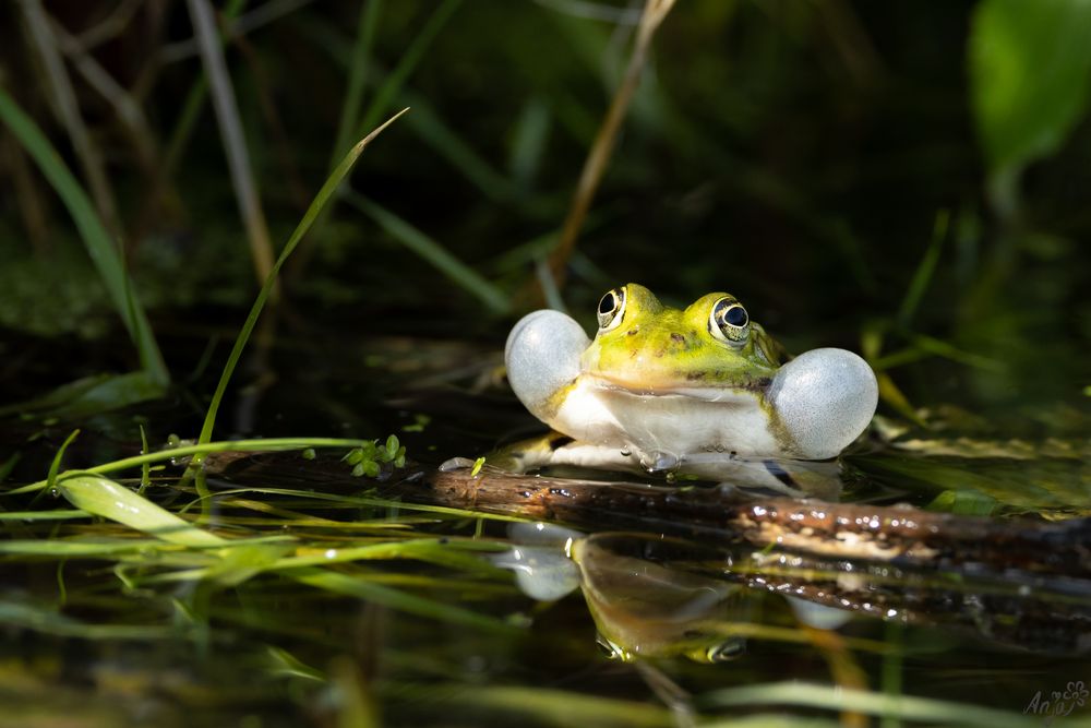 Der quakende Frosch Foto &amp; Bild | tiere, zoo, wildpark &amp; falknerei ...