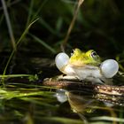 Der quakende Frosch