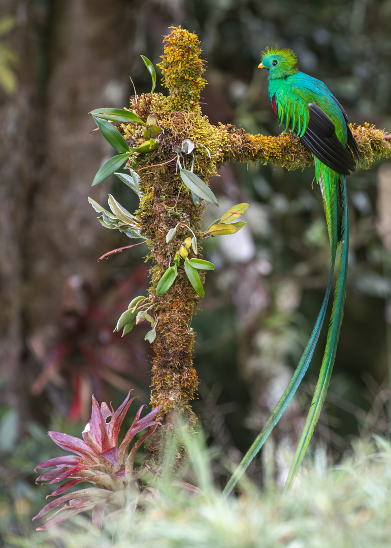 Der Quetzal Foto & Bild north america, central america, tiere
