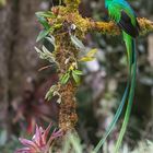 Der Quetzal ...