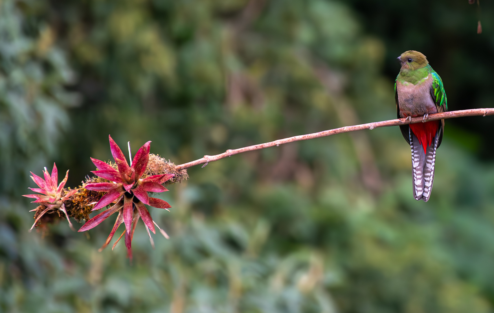 Der Quetzal ...