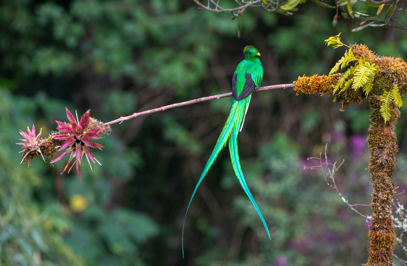 Der Quetzal ...