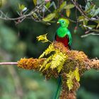 Der Quetzal ...