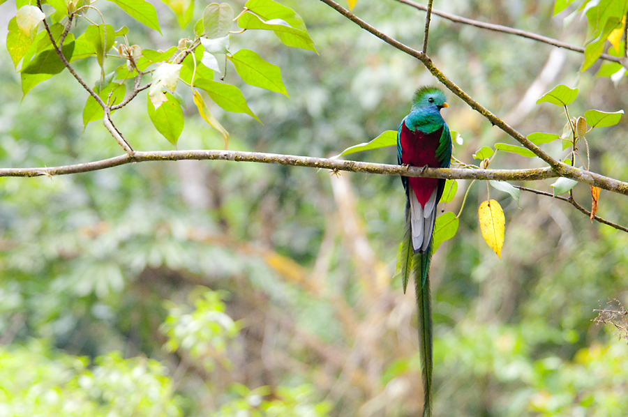 Der Quetzal