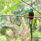 Der Quetzal