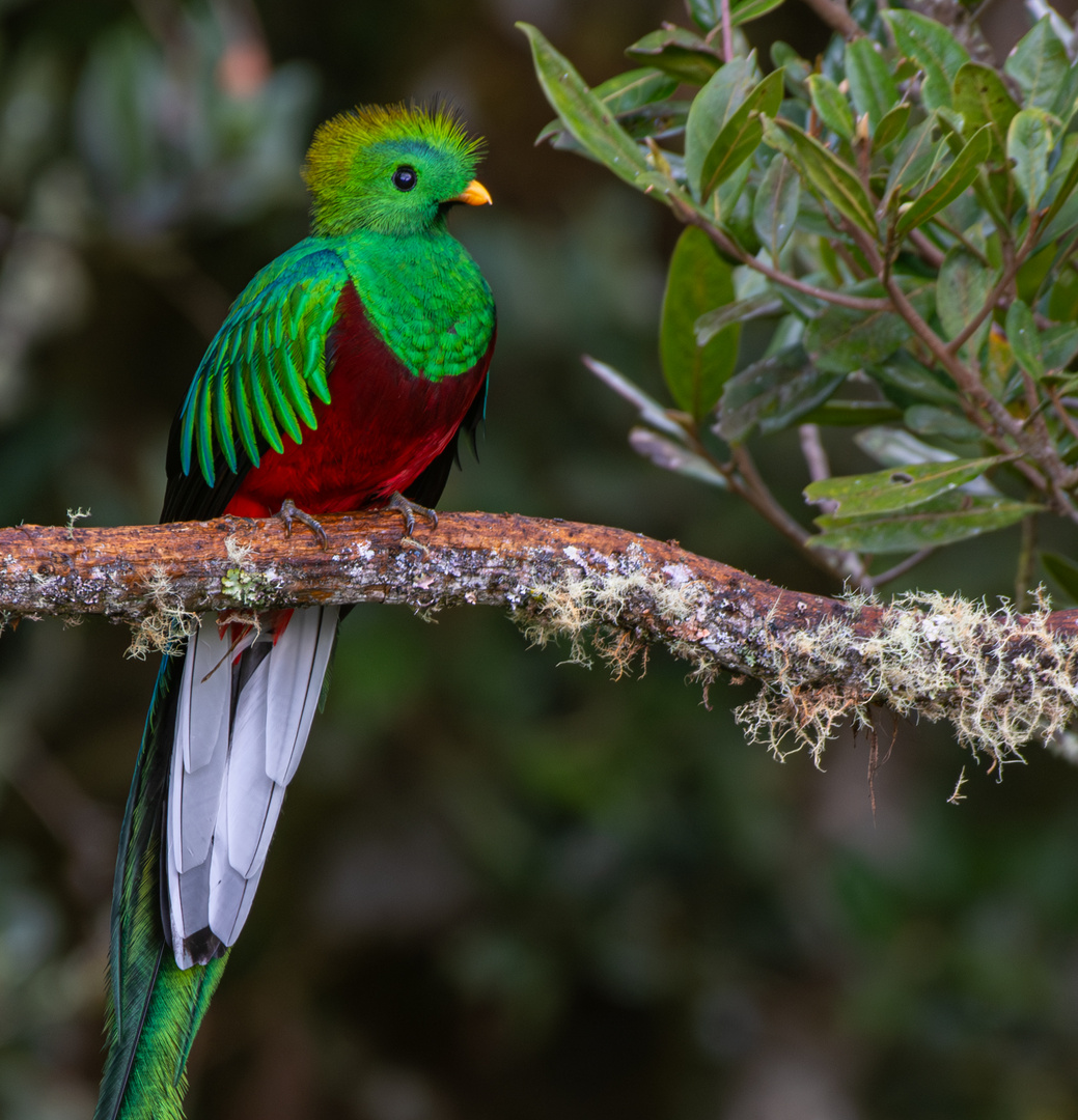 Der Quetzal Foto & Bild north america, central america, tiere