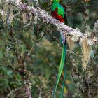 Der Quetzal ...