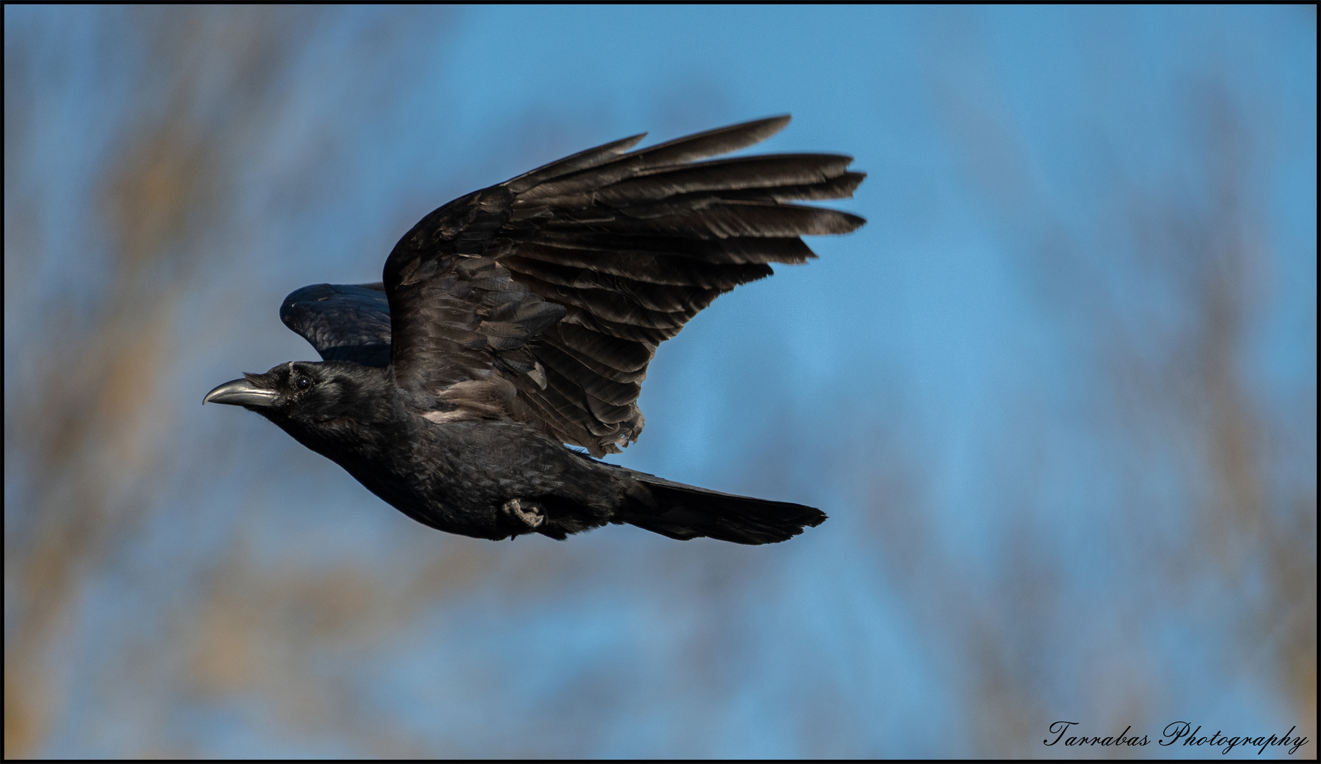 Der Rabe Foto & Bild tiere, wildlife, natur Bilder auf