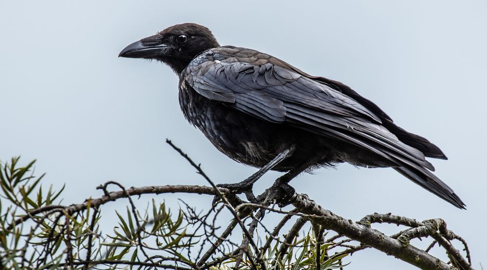 Der Rabe Foto & Bild tiere, wildlife, wild lebende vögel Bilder auf