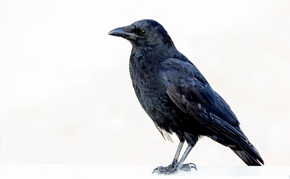 Der Rabe Abraxas Foto & Bild | tiere, wildlife, wild lebende vögel