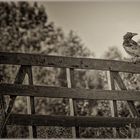 Der Rabe auf dem Zaun - Le corbeau sur une clôture perché...