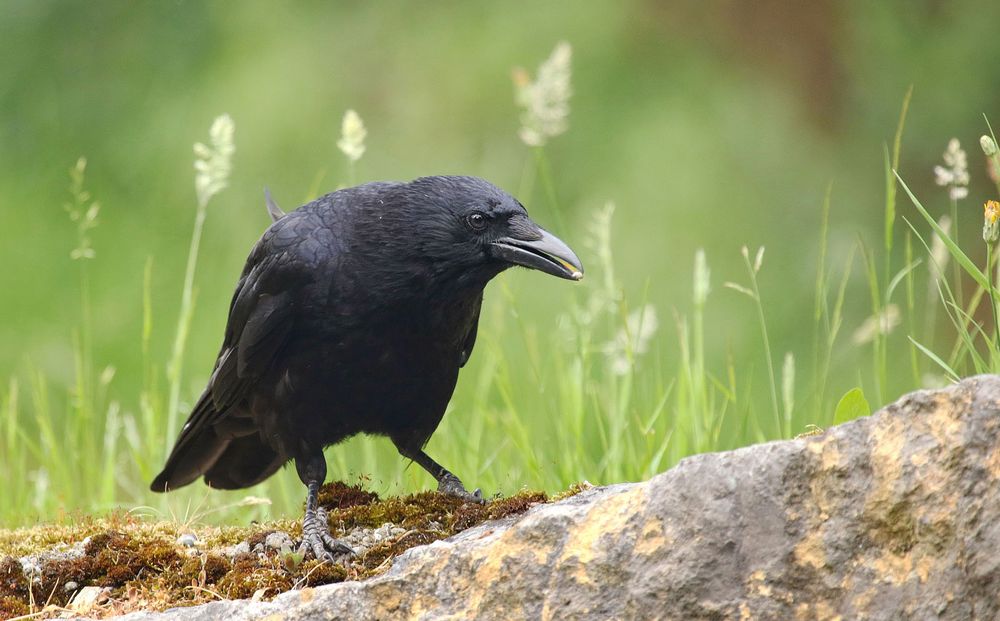 Der Rabe Foto & Bild tiere, wildlife, wild lebende vögel Bilder auf