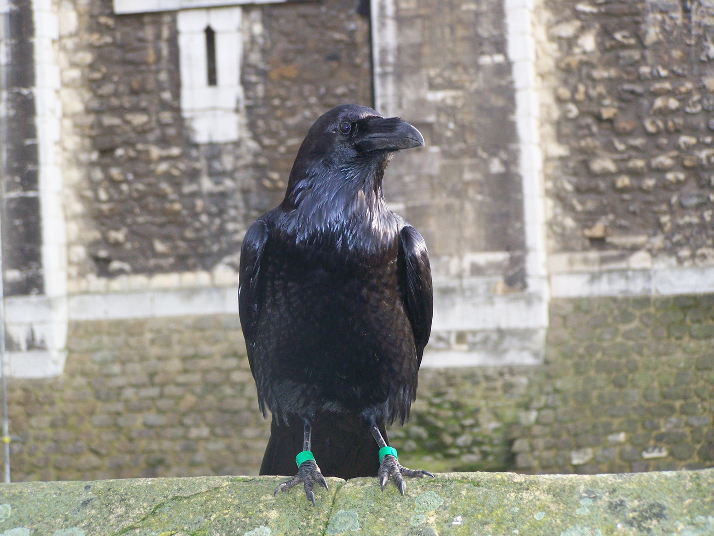 Der Rabe im Tower/London