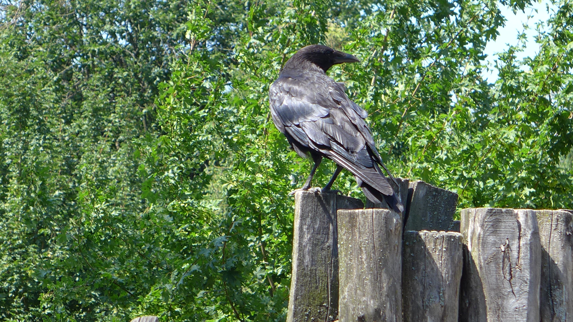 Der Rabe Nimmermehr Foto Bild Tiere Zoo Wildpark Falknerei Vogel Bilder Auf Fotocommunity