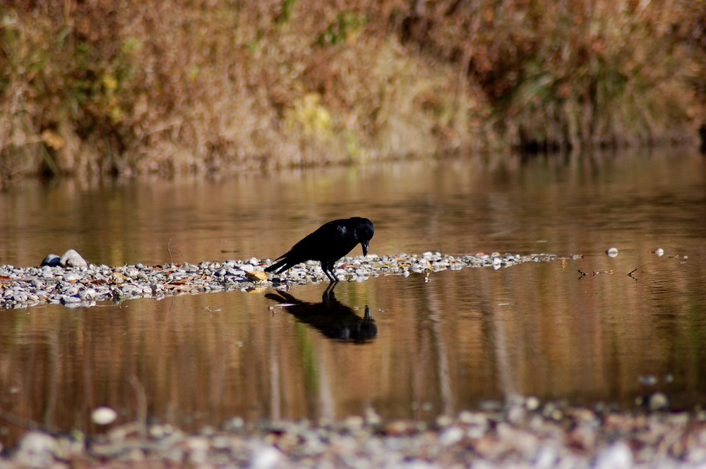 Der Rabe und sein Spiegelbild