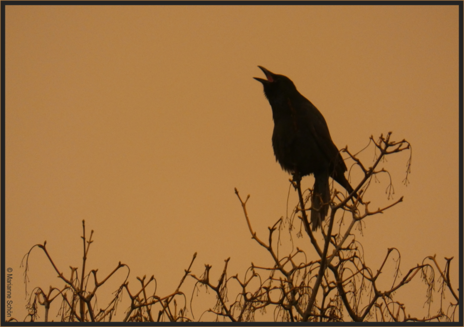 Der Rabenkrähe...Corvus corone corone...  gefiel das mit dem Saharastaub auch nicht...