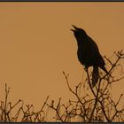 Der Rabenkrähe...Corvus corone corone...  gefiel das mit dem Saharastaub auch nicht...