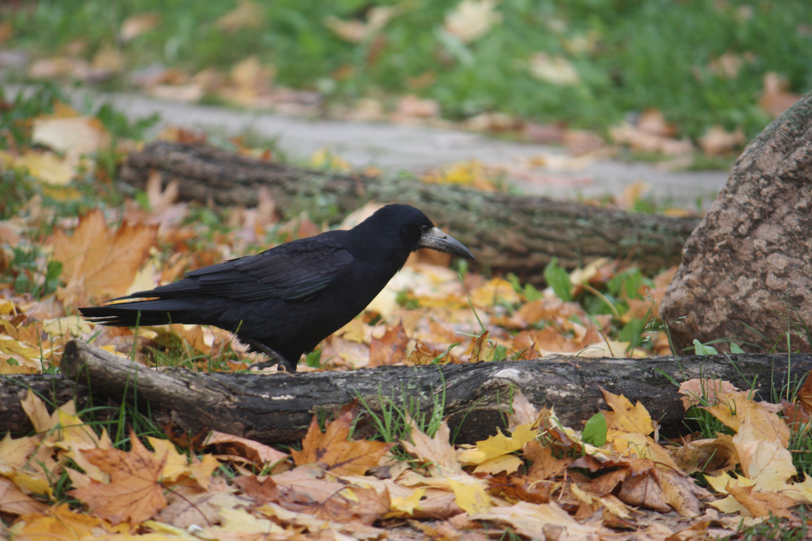 der rabenvogel.......