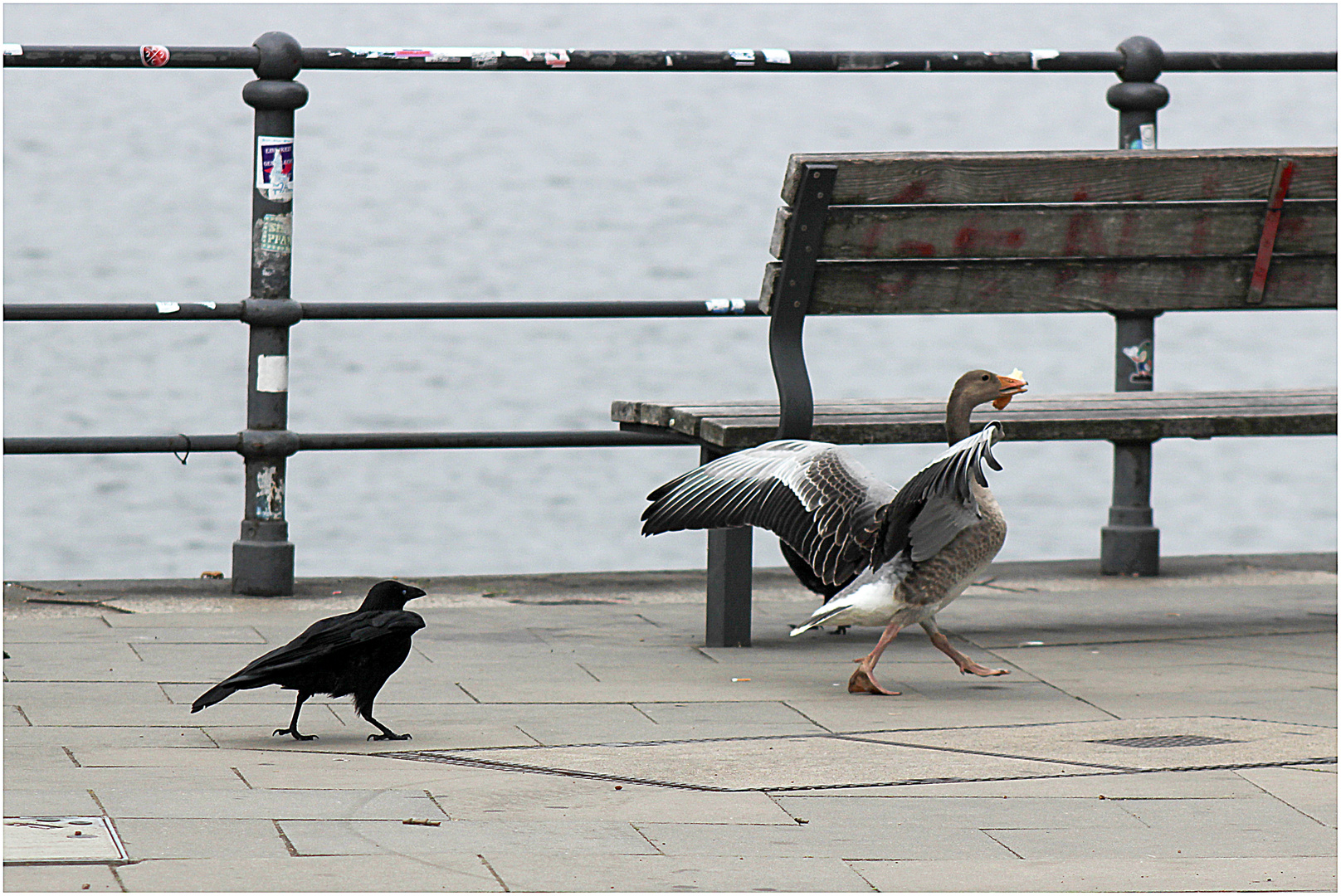 Der Rabenvogel hat den Trick durchschaut, ...