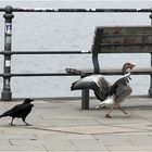 Der Rabenvogel hat den Trick durchschaut, ...