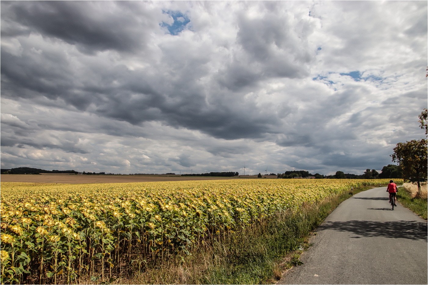 Der Radfahrer