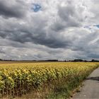 Der Radfahrer