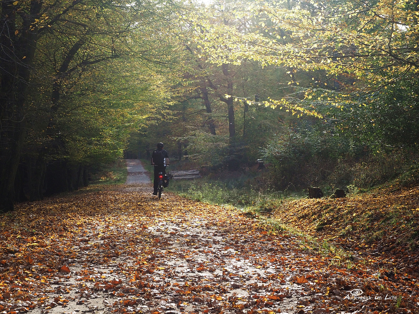 Der Radfahrer im Wald...