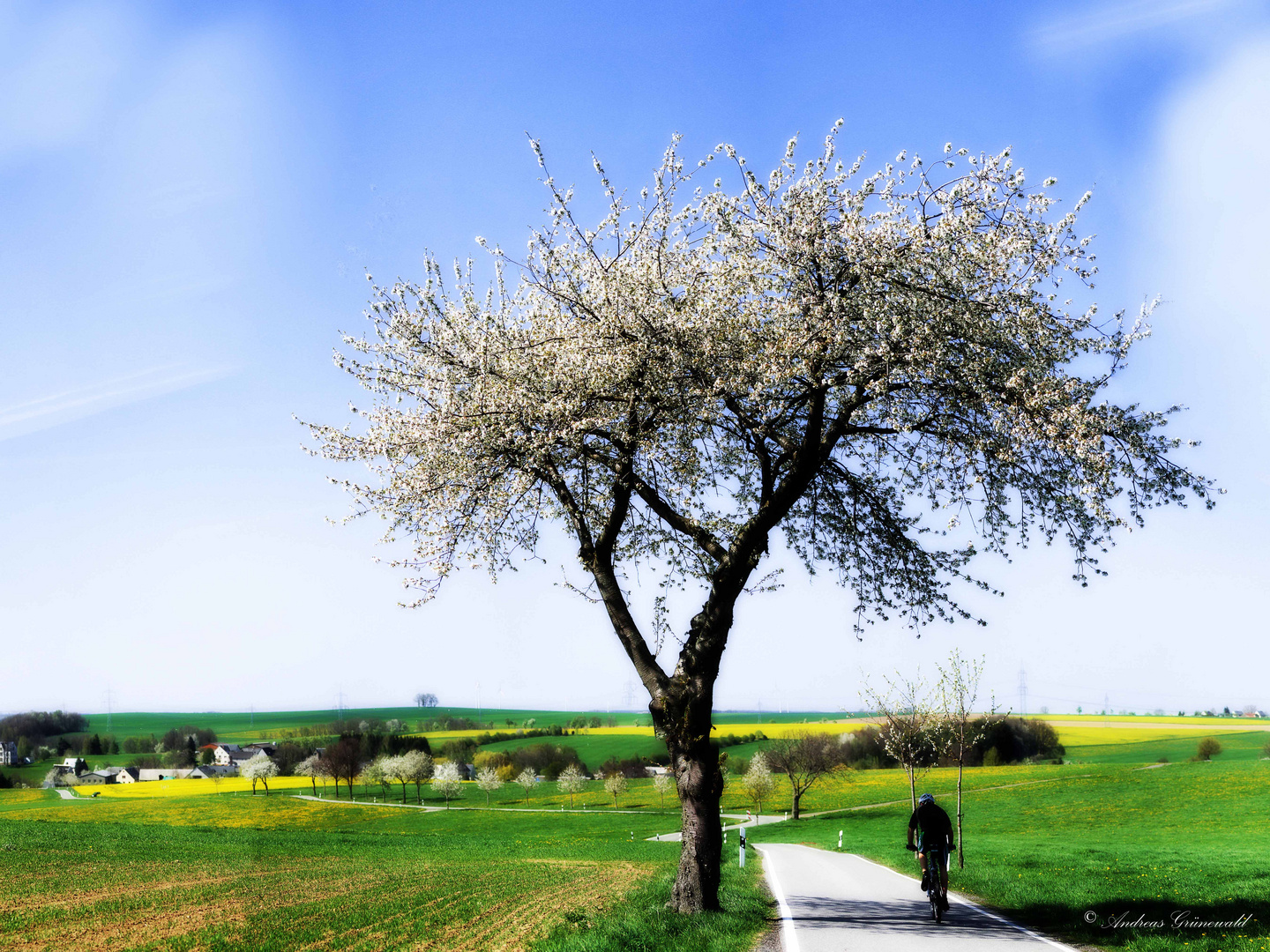 der Radfahrer unterm Kirschbaum