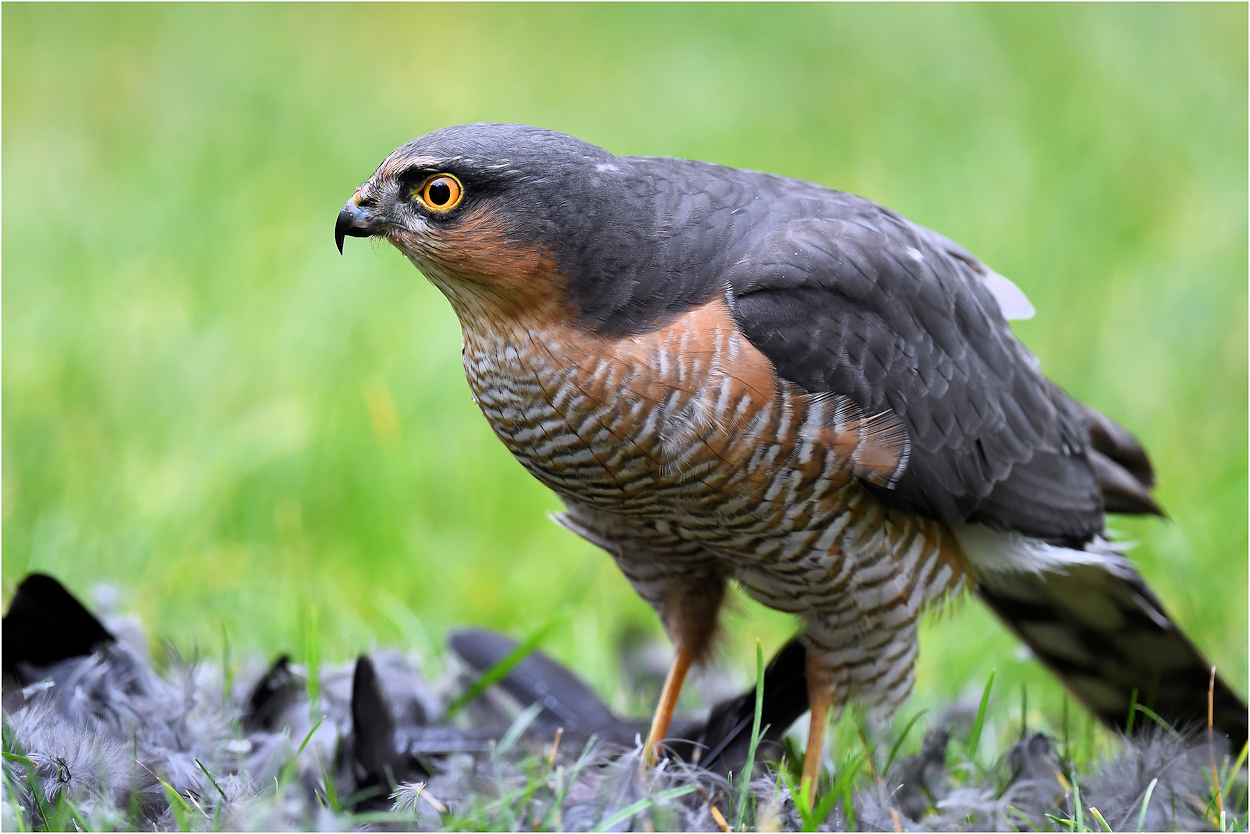 Der Räuber im Garten Foto & Bild natur, greifvogel, tiere Bilder auf