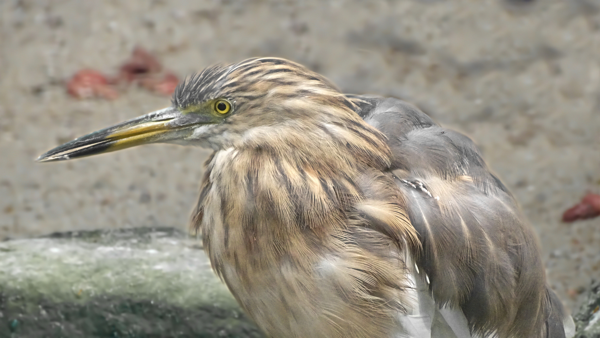 Der Rallenreiher (Ardeola ralloides)