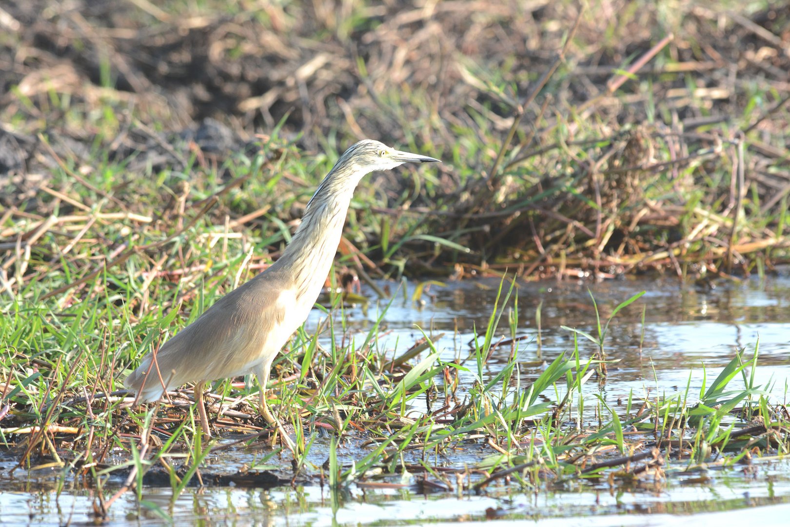 Der Rallenreiher auf Nahrungssuche am Chobe