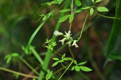 Der Rankende Lerchensporn (Ceratocapnos claviculata)