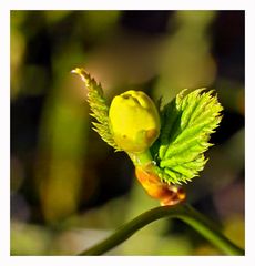 Der Ranunkel-Strauch treibt Blätter und Blüten.