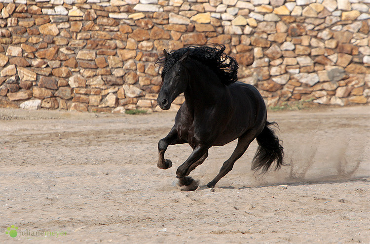 Der Rappe Foto & Bild tiere, haustiere, pferde, esel, maultiere